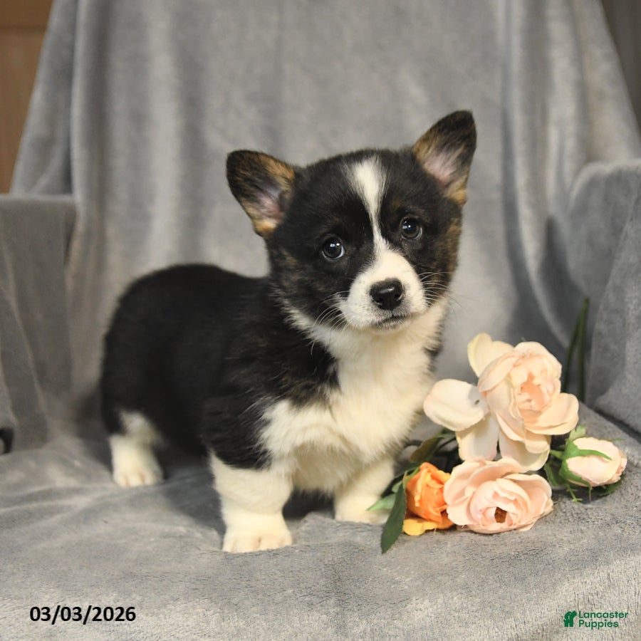 Welsh Corgi Pembroke dogs Beauty - Ad 1