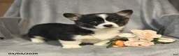 Welsh Corgi Pembroke dogs for sale: Beauty - Ad 1