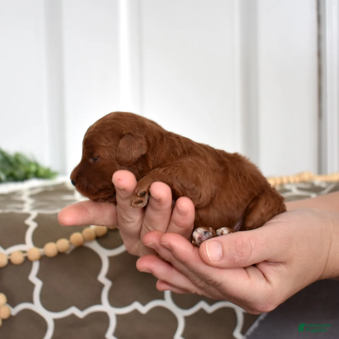 Toy Poodle dogs for sale: Callie - Ad 6