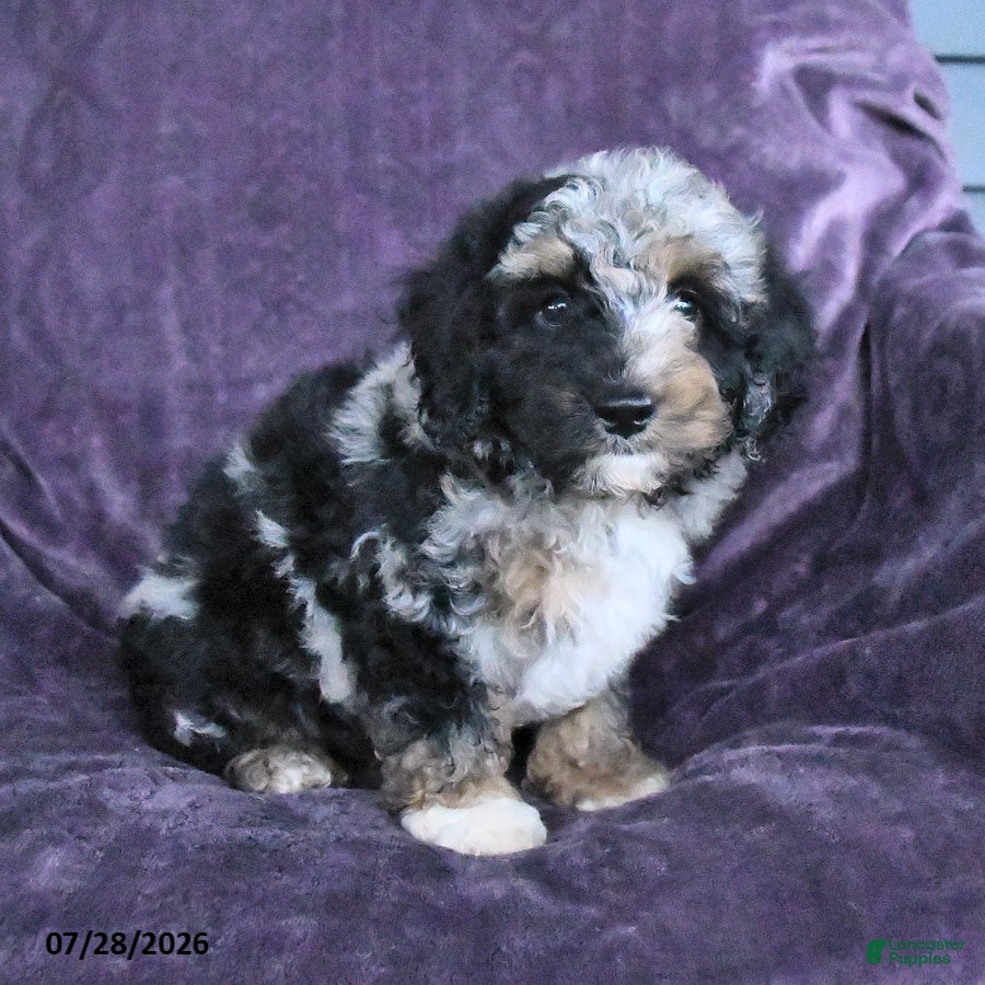 Cockapoo dogs Riley - Ad 2