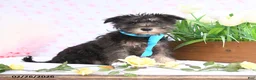 Miniature Schnauzer dogs for sale: Peanut  - Ad 2