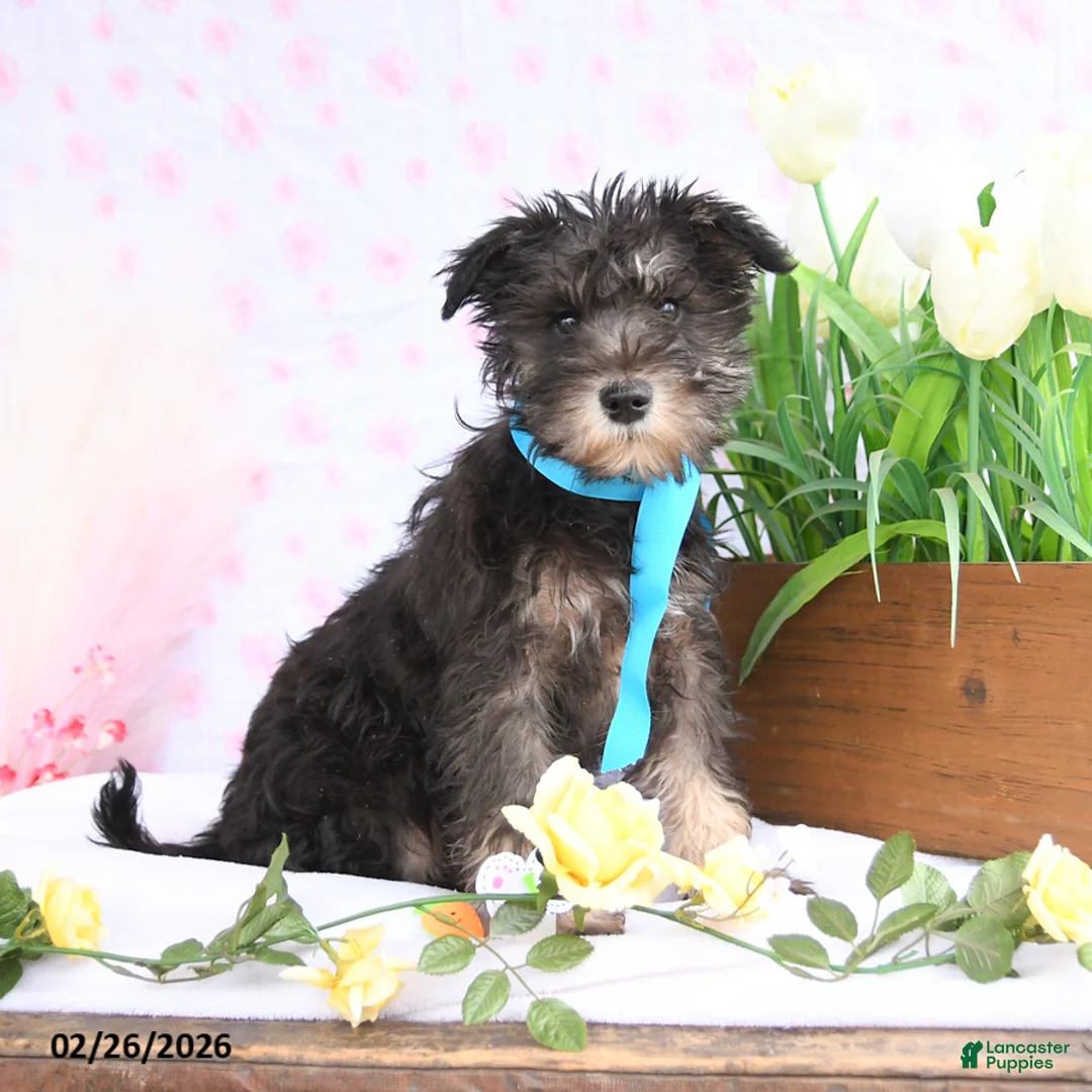 Miniature Schnauzer dogs for sale: Peanut  - Ad 2