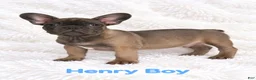 French Bulldog dogs for sale: French Bulldog Puppy Male Ready to Go AKC!!  - Ad 7
