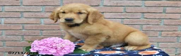 Golden Retriever dogs for sale: Banjo - Ad 3