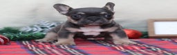 French Bulldog dogs for sale: Alfie  - Ad 1