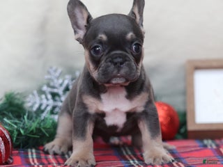 French Bulldog dogs Alfie - Ad 25