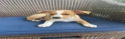 Rat Terrier dogs for sale: Thomas - Ad 2
