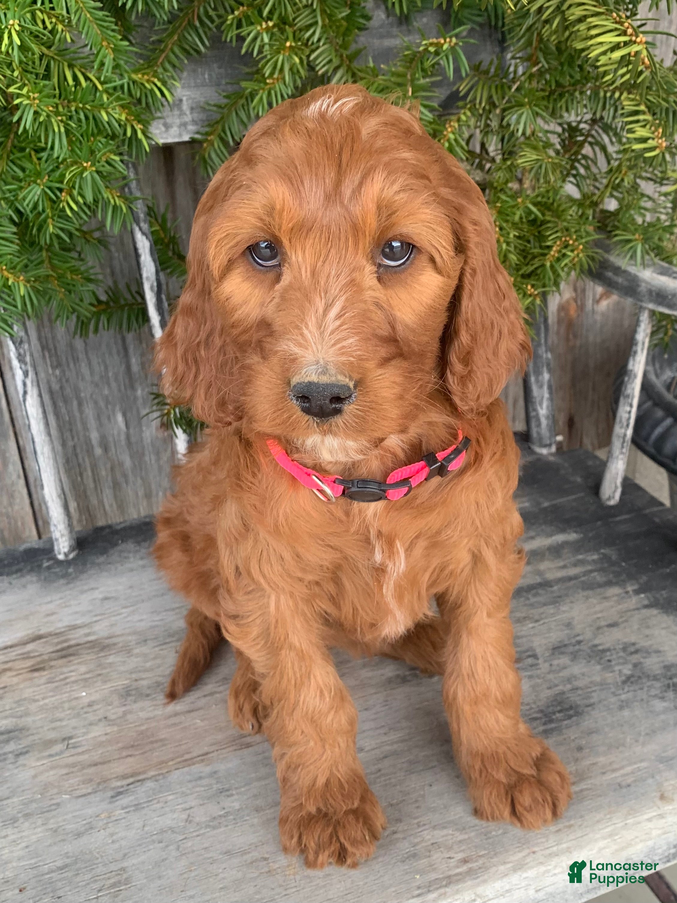 Irish Doodle dogs Rose - Ad 1