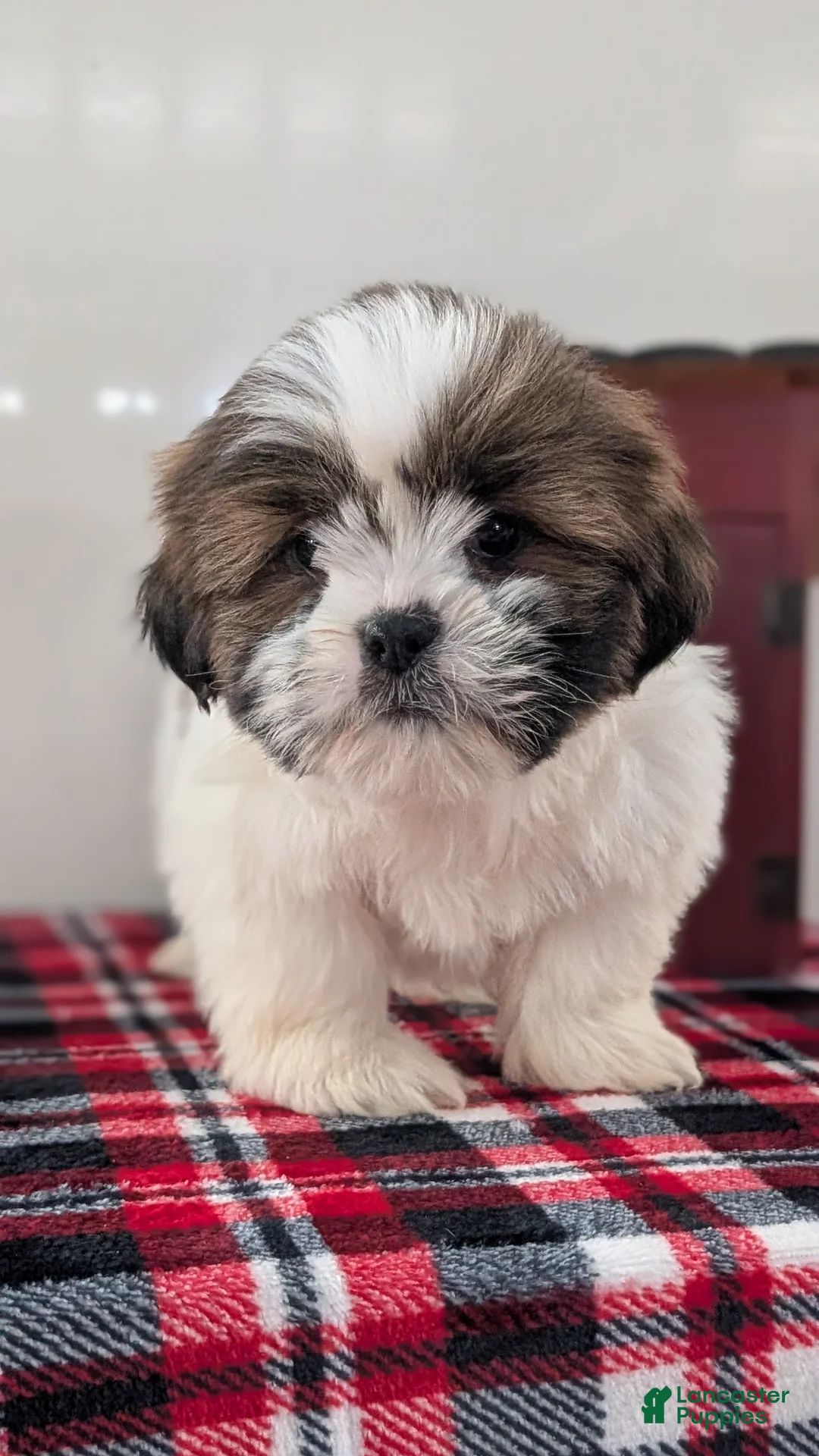 Shih Tzu dogs for sale: Carter  - Ad 9