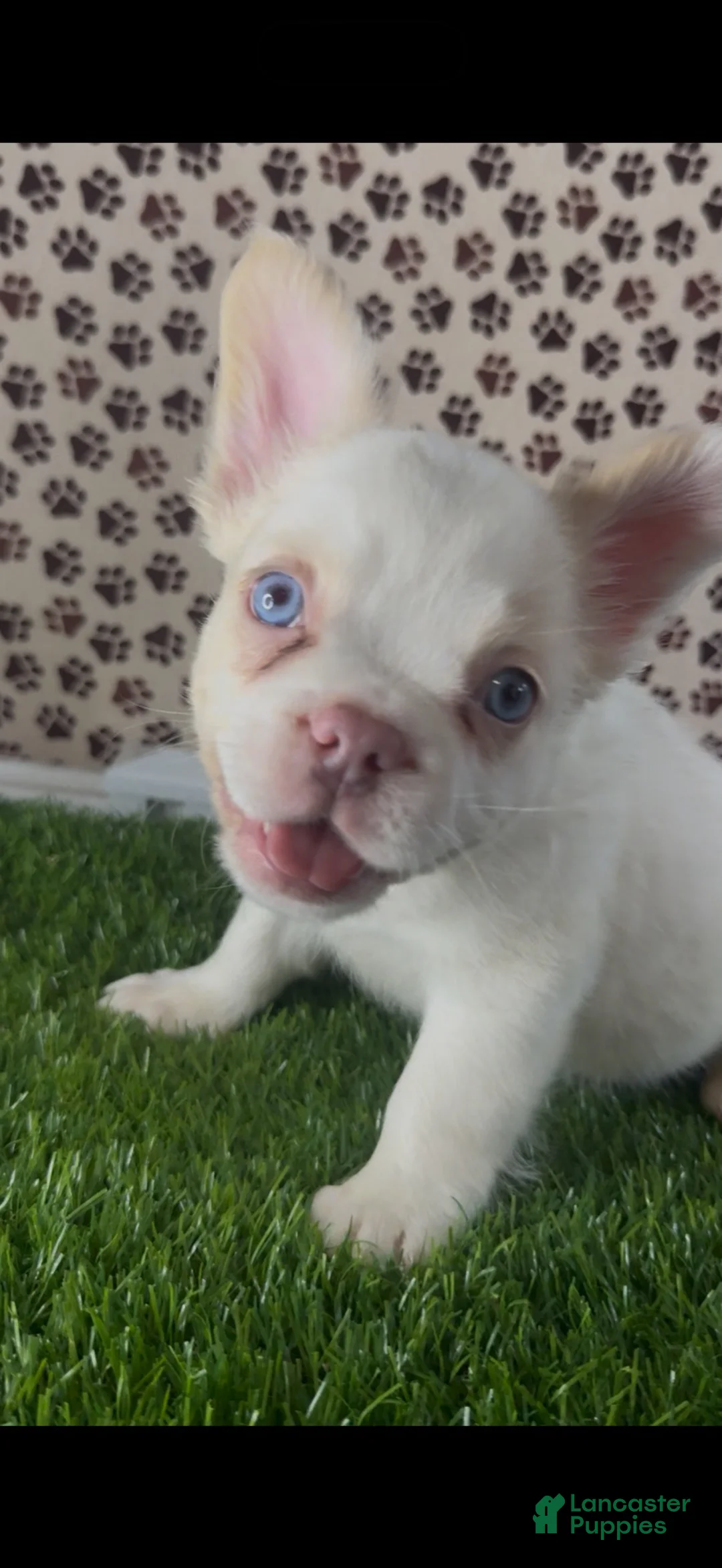 French Bulldog dogs for sale: Hades - Ad 2