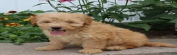 Mini Goldendoodle dogs for sale: Fritzy - Ad 4