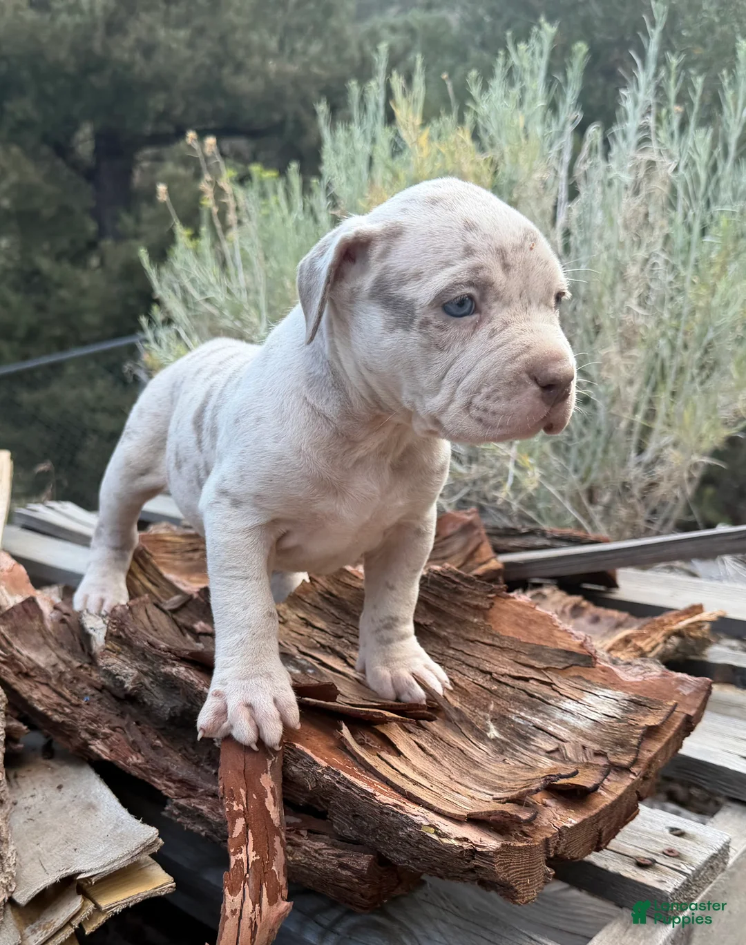 American Bully dogs for sale: Rose - Ad 1