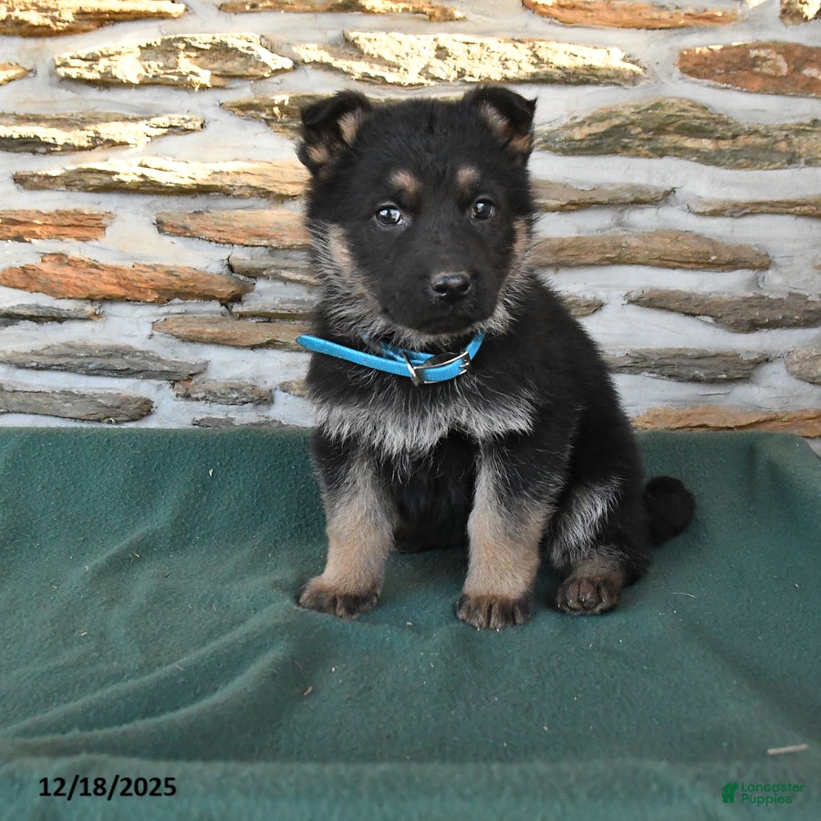German Shepherd dogs Matthew - Ad 20