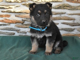German Shepherd dogs Matthew - Ad 10