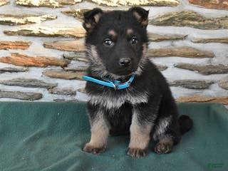 German Shepherd dogs Matthew - Ad 38