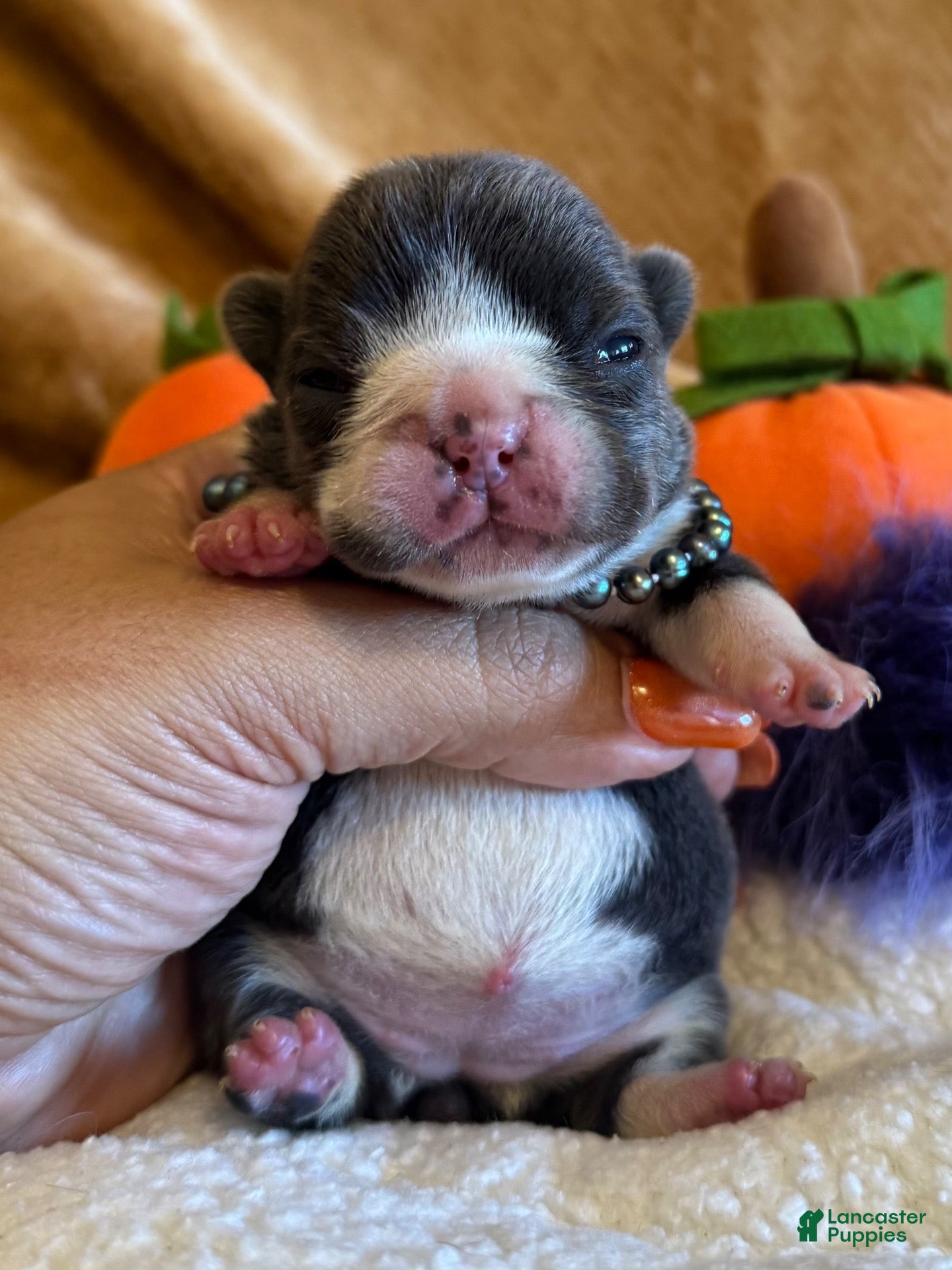 French Bulldog dogs for sale: Tulip  - Ad 2