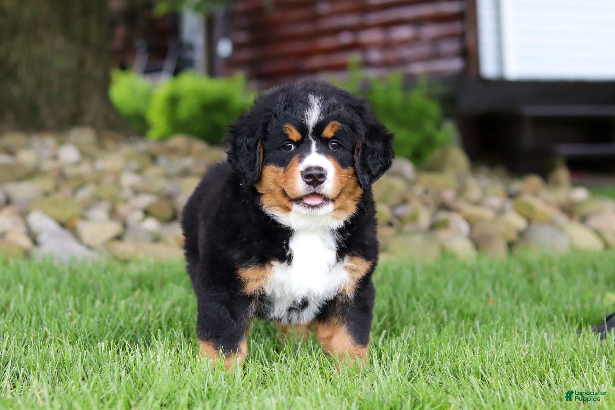 Bernese Mountain Dog dogs Suzie - Ad 1