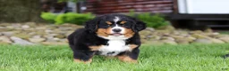 Bernese Mountain Dog dogs for sale: Suzie - Ad 1
