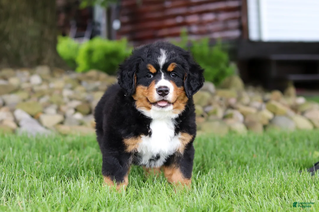 Bernese Mountain Dog dogs for sale: Suzie - Ad 1
