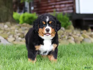 Bernese Mountain Dog dogs for sale: Suzie - Ad 2