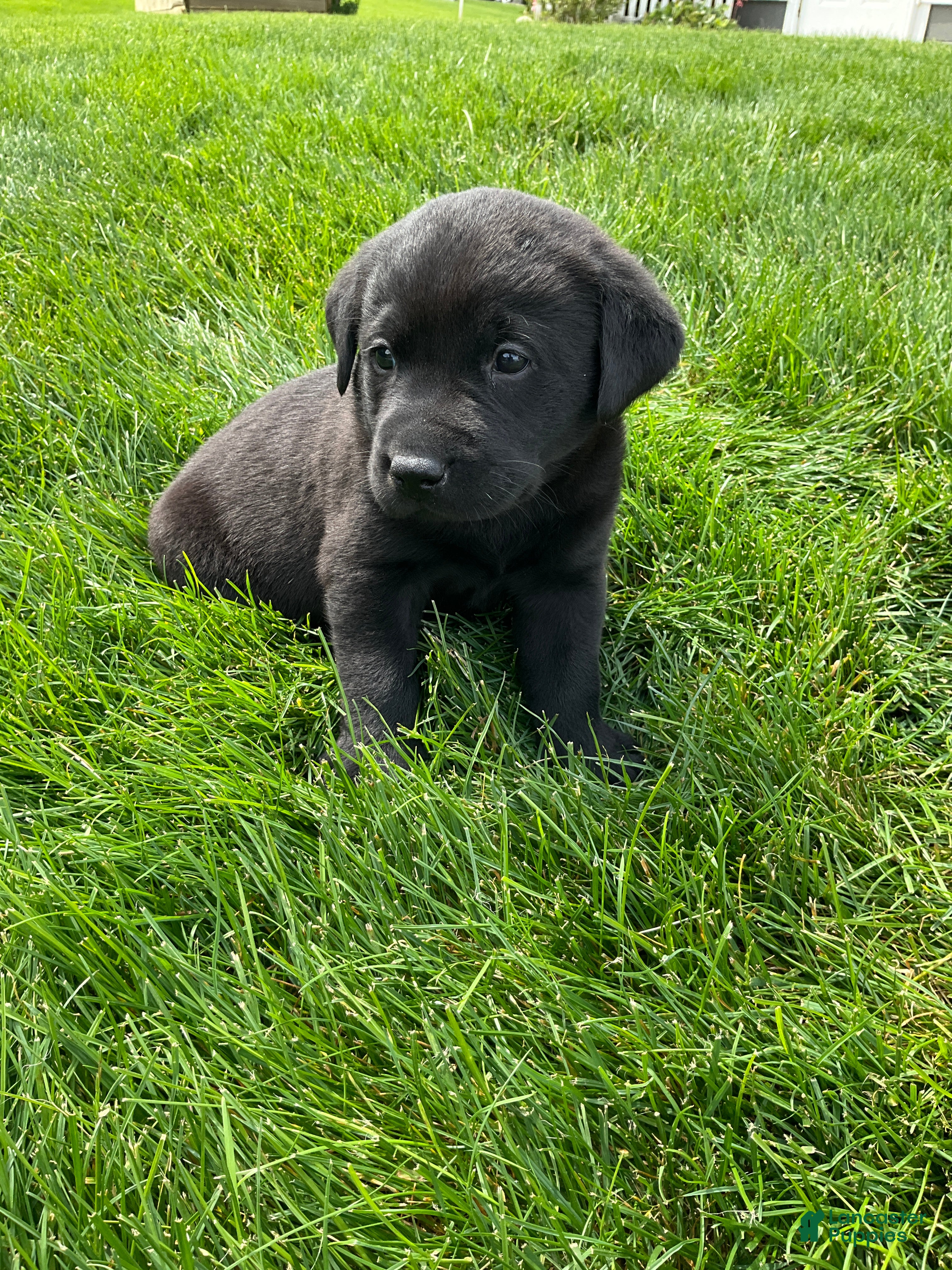 Labrador Retriever dogs Boone - Ad 1