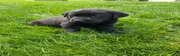 Labrador Retriever dogs for sale: Boone - Ad 1