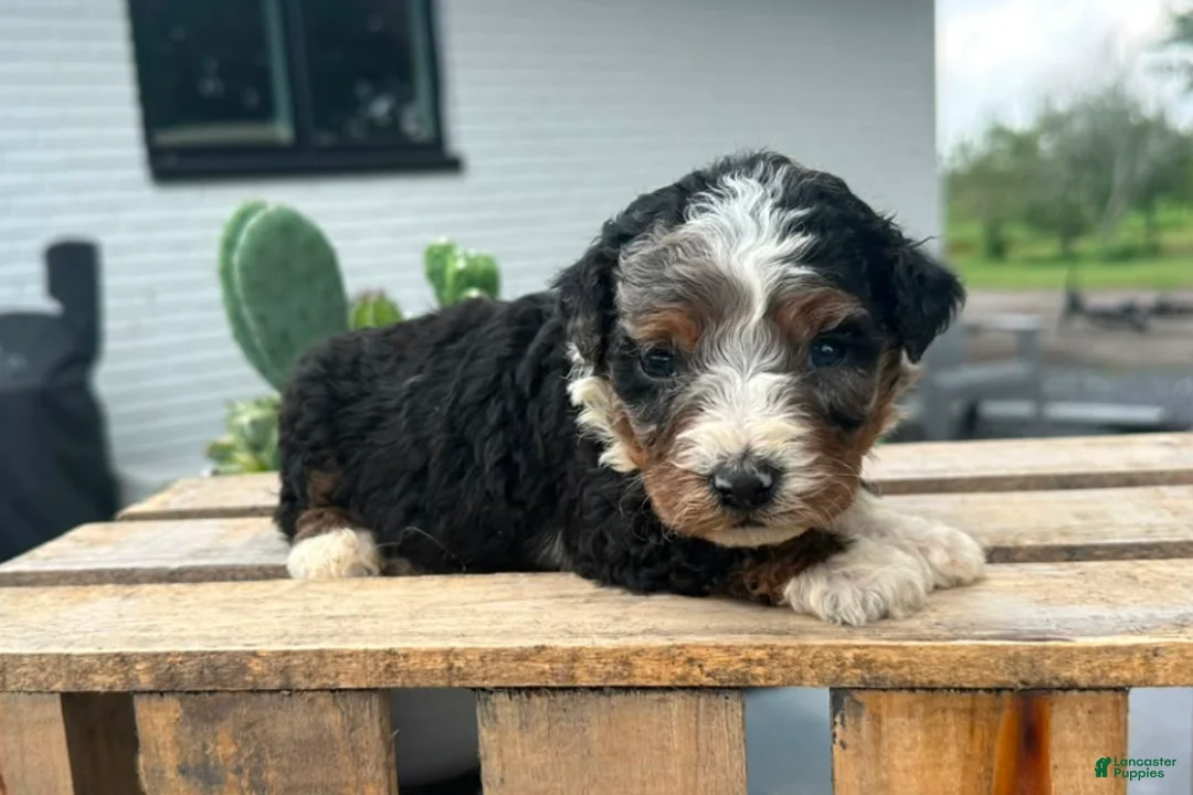 Mini Bernedoodle dogs for sale: Kiwi - Ad 2