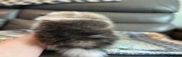 Pomeranian dogs for sale: Leo - Ad 4
