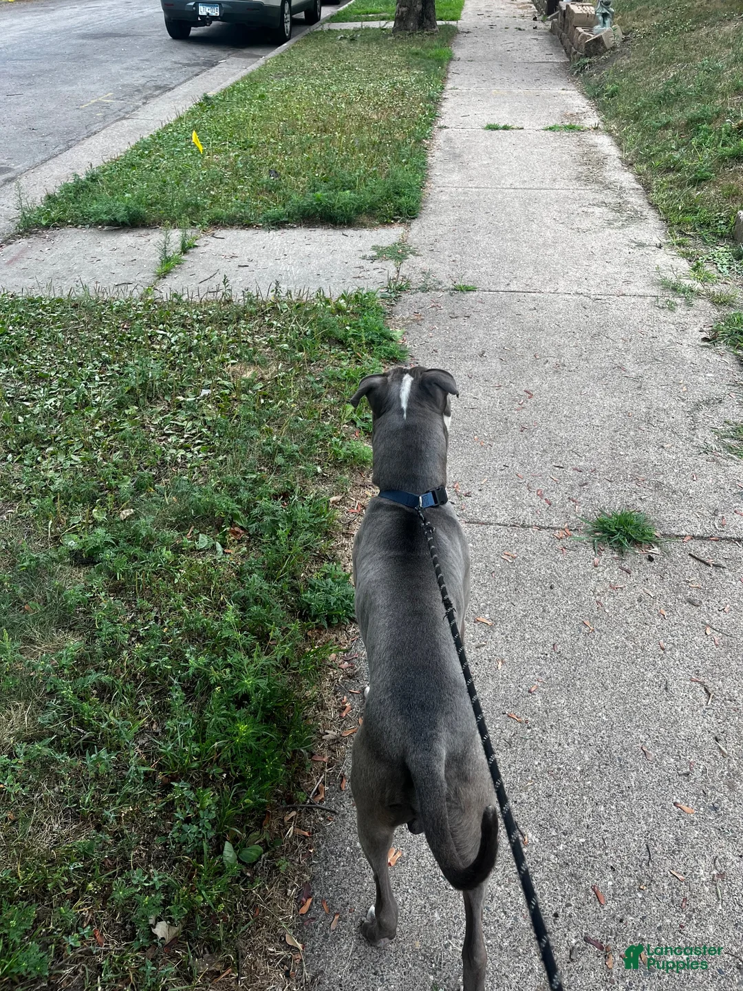 American Pit Bull Terrier dogs for sale: American Pit Bull Terrier 1 - Ad 4