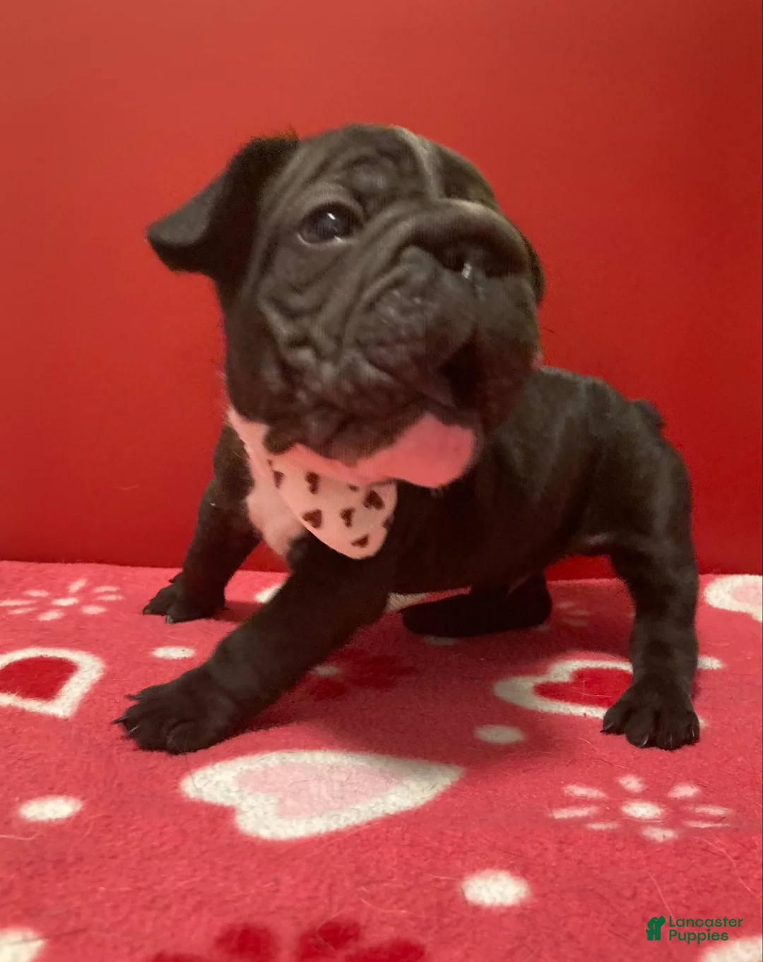 French Bulldog dogs for sale: Junior  - Ad 8