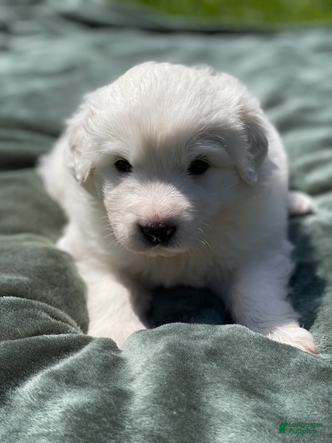 Great Pyrenees dogs for sale: Dottie - Ad 2