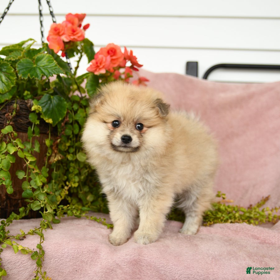 Pomeranian dogs Sandi - Ad 2