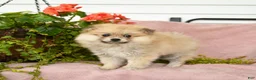 Pomeranian dogs for sale: Sandi - Ad 2