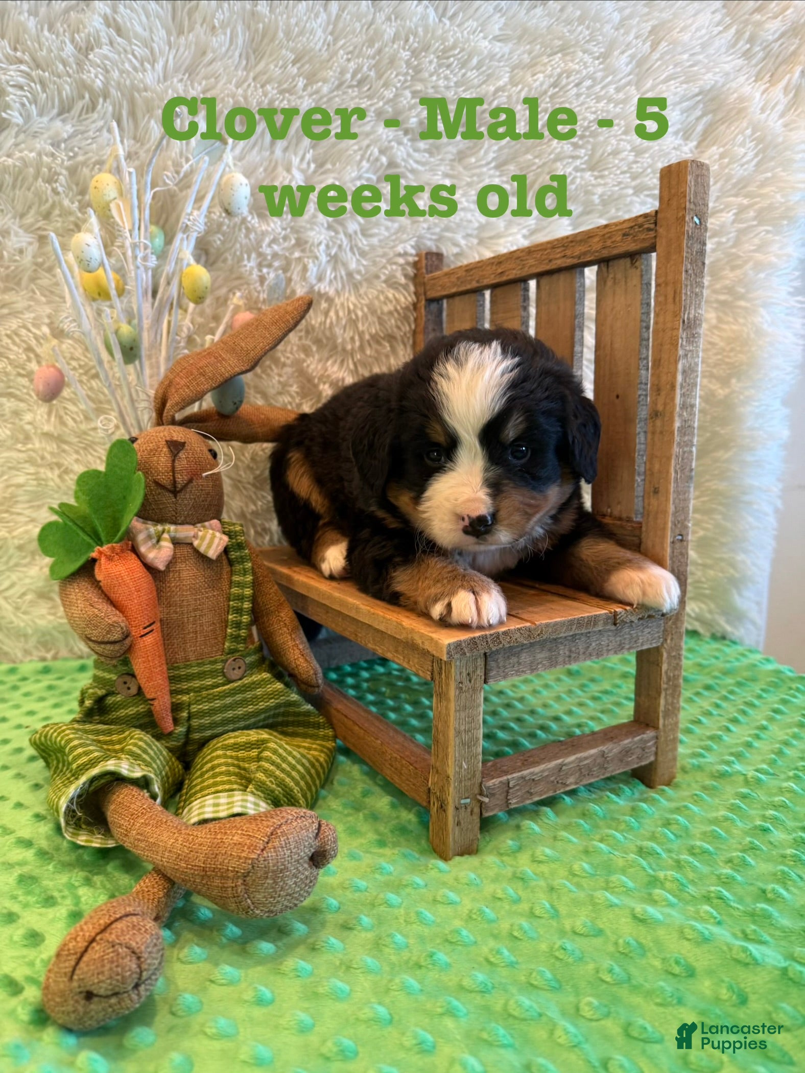 Bernese Mountain Dog dogs Clover  - Ad 8