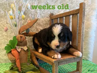 Bernese Mountain Dog dogs Clover - Ad 8