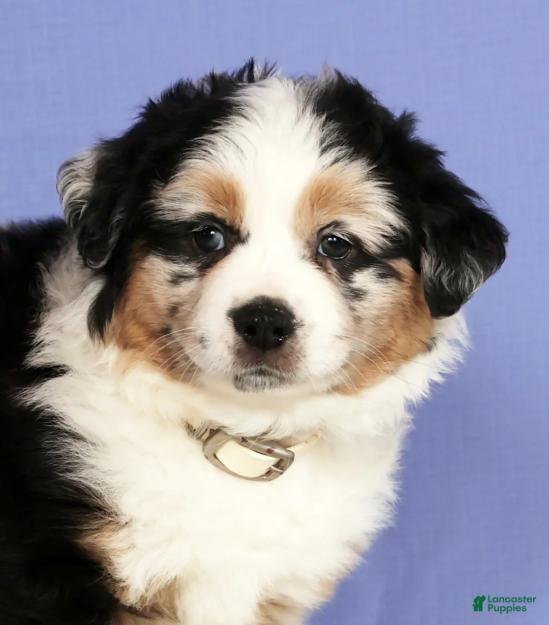 Miniature Australian Shepherd dogs for sale: Bella - Ad 9