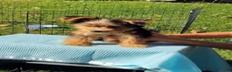 Yorkshire Terrier dogs for sale: Teddy bear - Ad 2