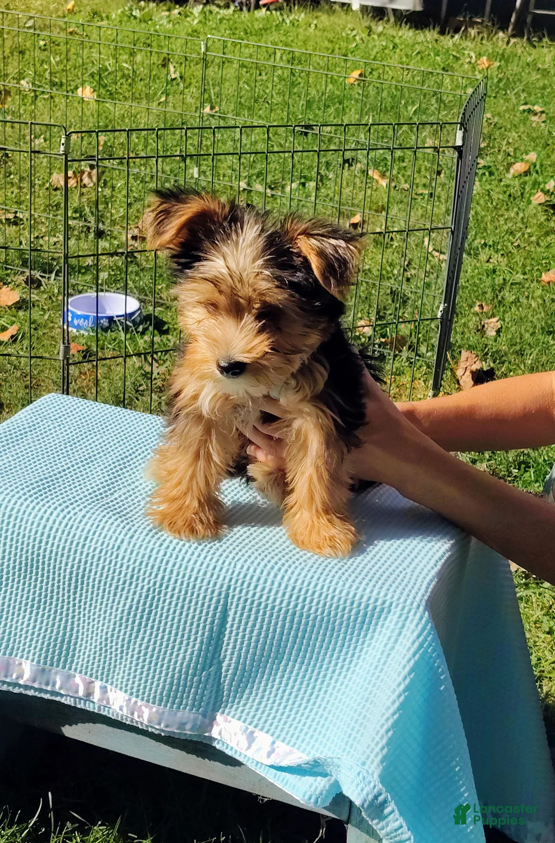 Yorkshire Terrier dogs for sale: Teddy bear - Ad 2