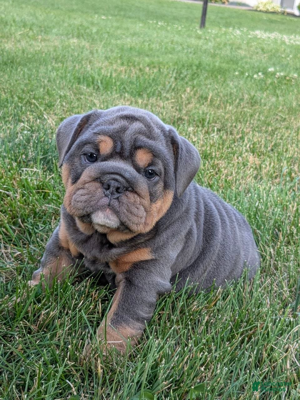 English Bulldog dogs Shantell - Ad 1