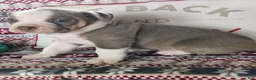 Olde English Bulldogge dogs for sale: Duke - Ad 4