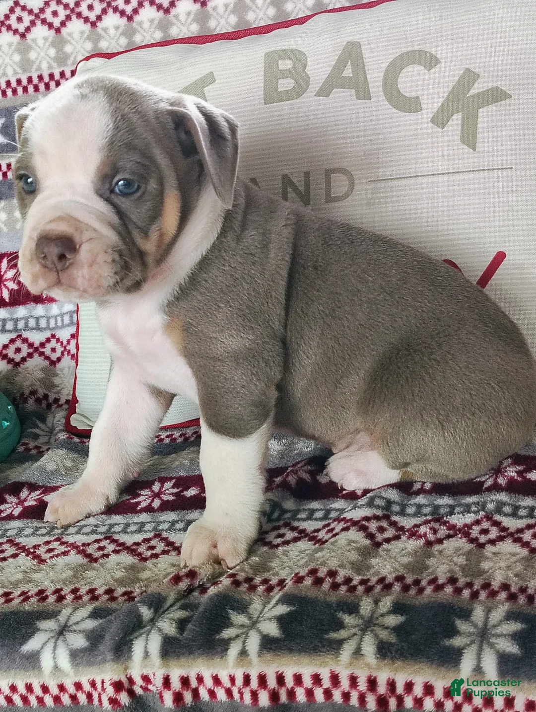Olde English Bulldogge dogs for sale: Duke - Ad 4