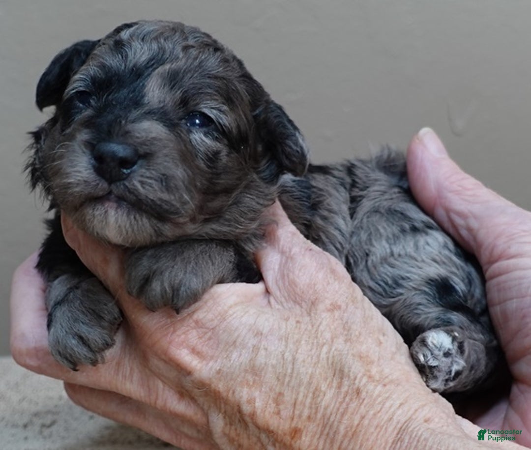 Toy Poodle dogs for sale: Millie - Ad 5