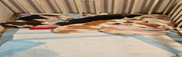 Basset Hound dogs for sale: Basset Hound 3 - Ad 21