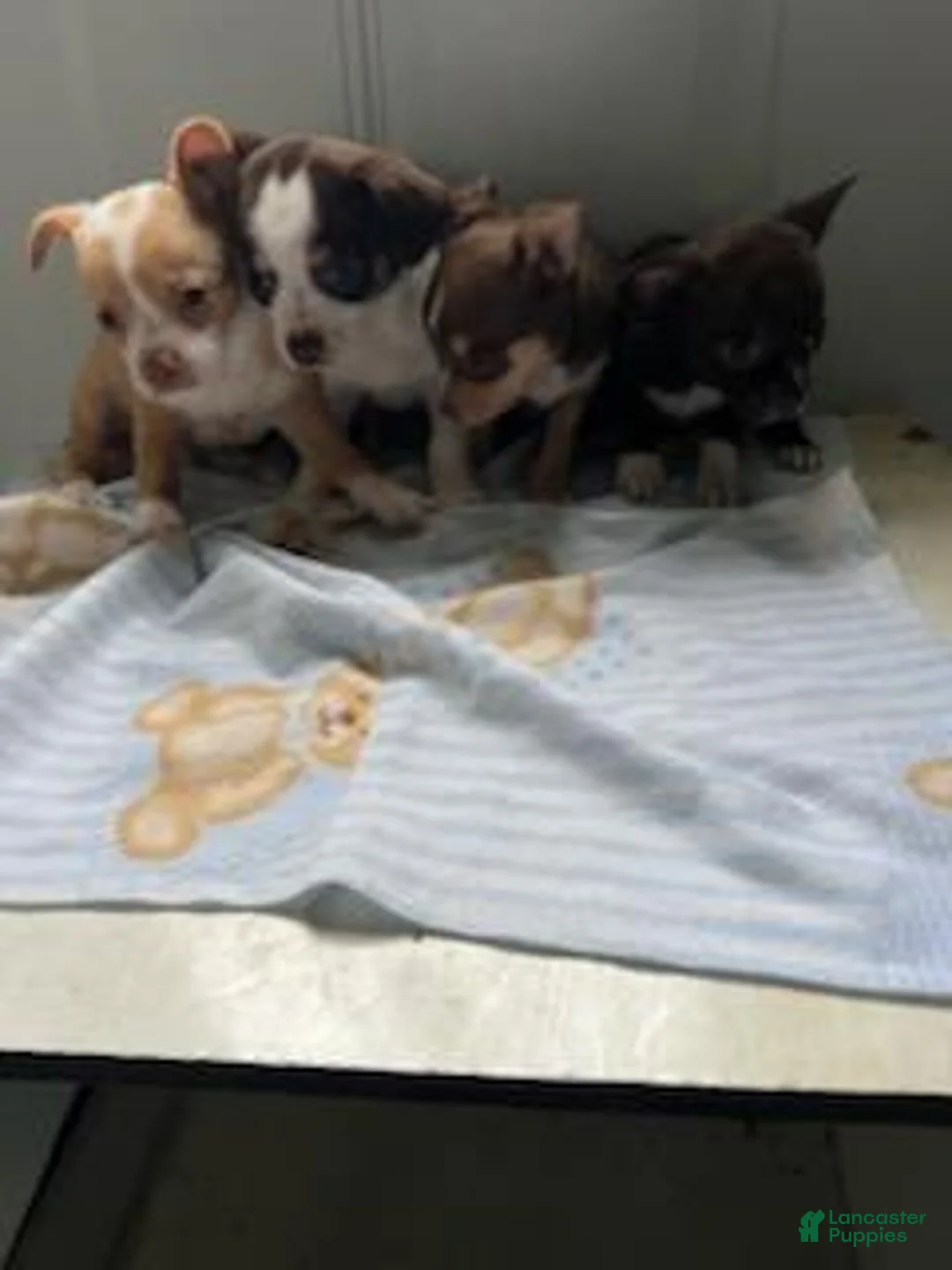 Chihuahua dogs for sale: kate  - Ad 1