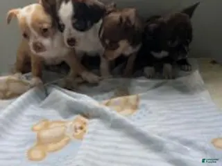 Chihuahua dogs kate - Ad 35