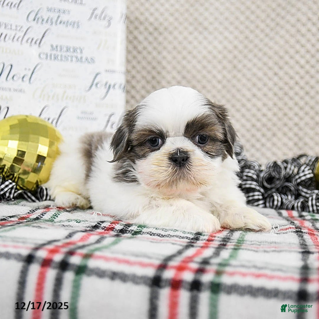 Shih Tzu dogs for sale: Smokey - Ad 2