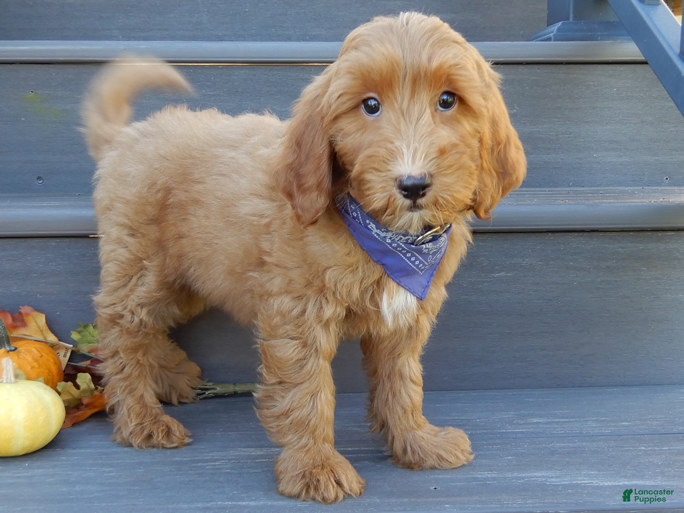 Mini Goldendoodle dogs Bingo - Ad 2