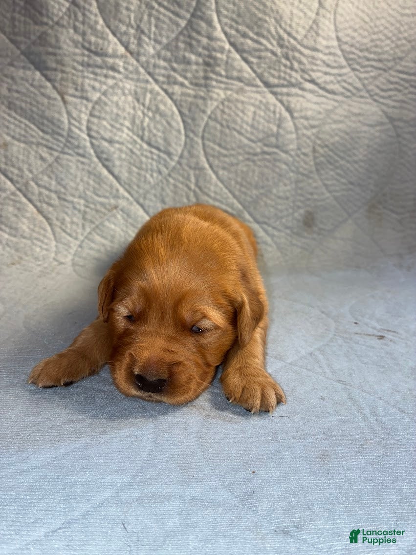 Golden Retriever dogs for sale: 2# Rooster - Ad 1