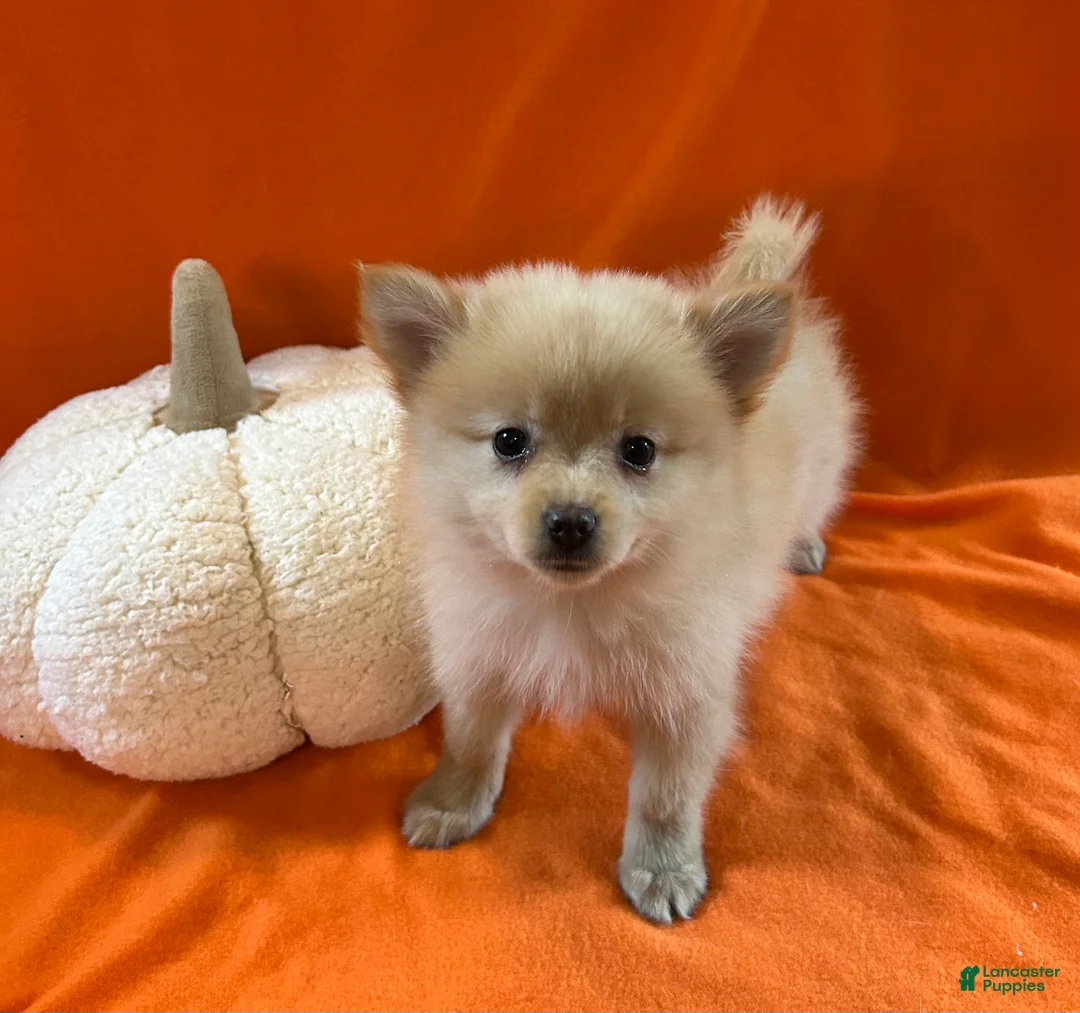Pomeranian dogs for sale: Chris - Ad 1