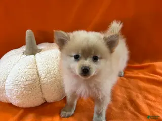 Pomeranian dogs Chris - Ad 11